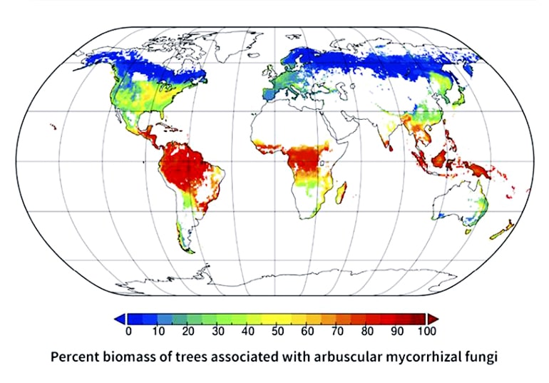 maps show the distribution of trees likely to associate with the three major types of symbiotic bacteria or fungi. 