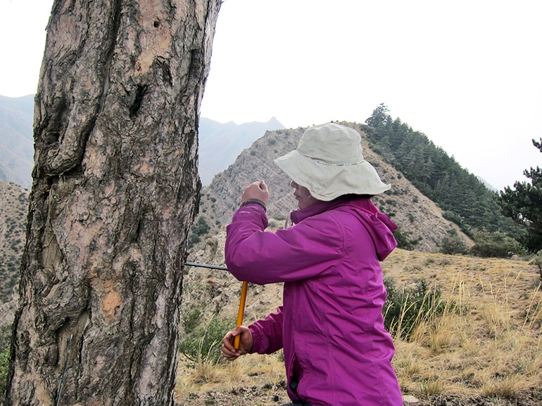 researcher collecting tree core