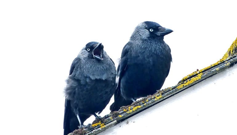 two jackdaws on white (bird flocks concept)