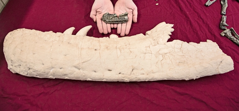 small and large tyrannosaur bones