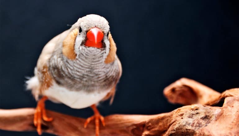 zebra finch looking at camera (categorical perception concept)