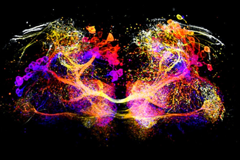 Dopamine neurons in the mushroom body