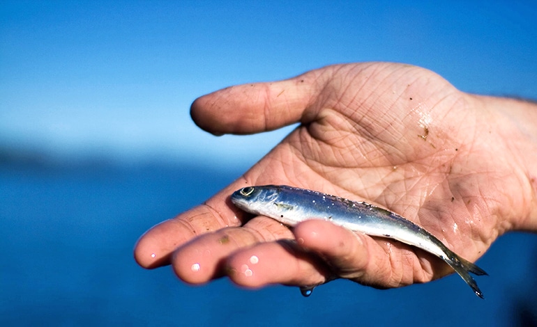 A two-year-old juvenile sockeye salmon