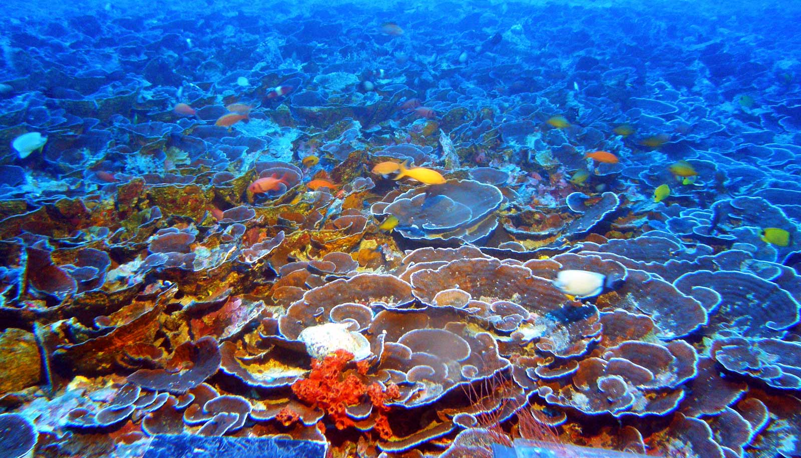 These corals live so deep there's barely any light - Futurity