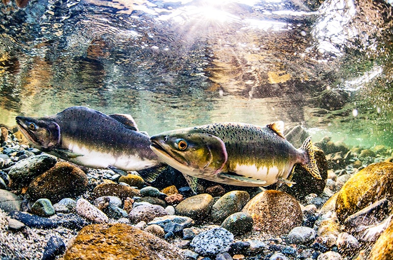 hatchery-released pink salmon