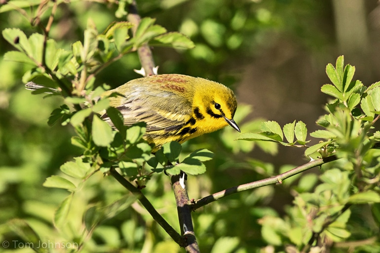 The Prairie Warbler