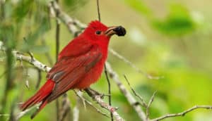 Summer Tanager (midwest birds concept)