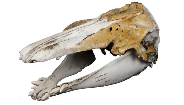 narwhal-beluga hybrid skull