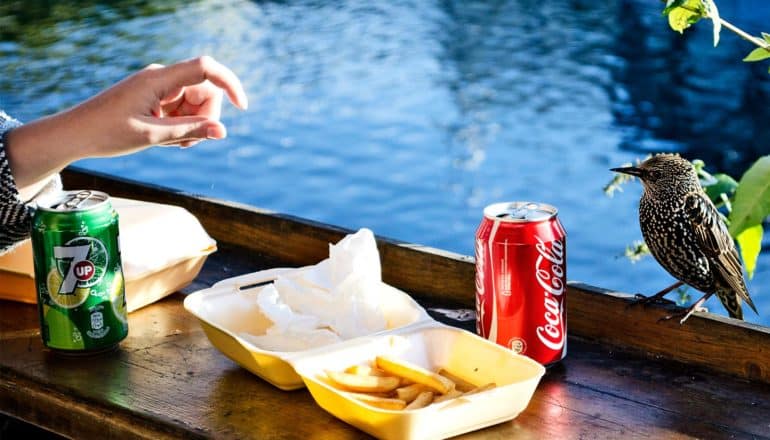 bird watching hand reach for fries (leptin concept)