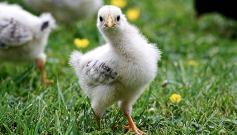 young chicken on grass