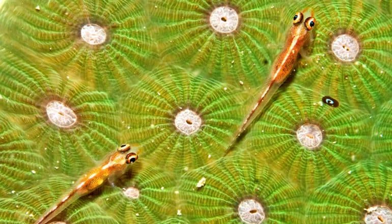 ghost gobies fish on green coral