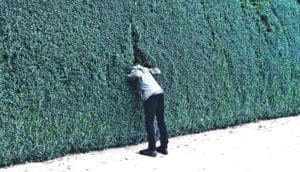 head through hedge (curiosity concept)