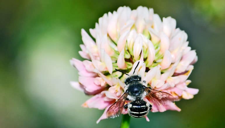 bee on pink clover in lawn