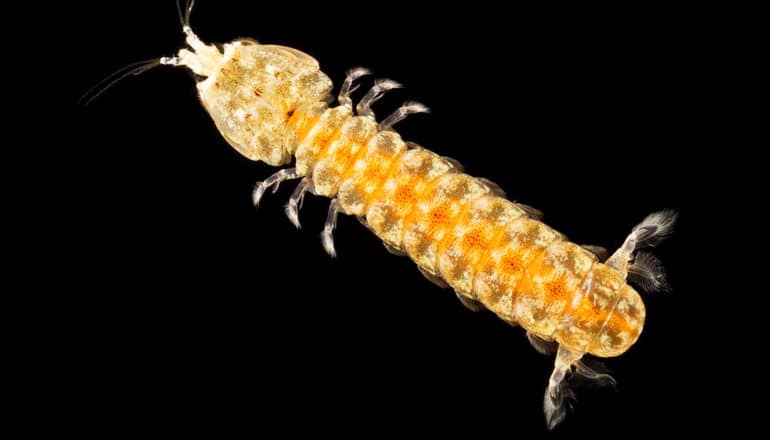 orange mantis shrimp on black