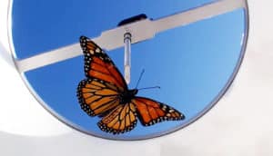 monarch butterfly in flight simulator