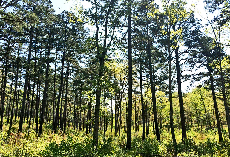 pine woodlands