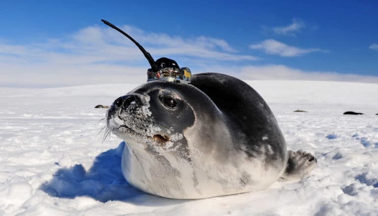 seal with tag on head