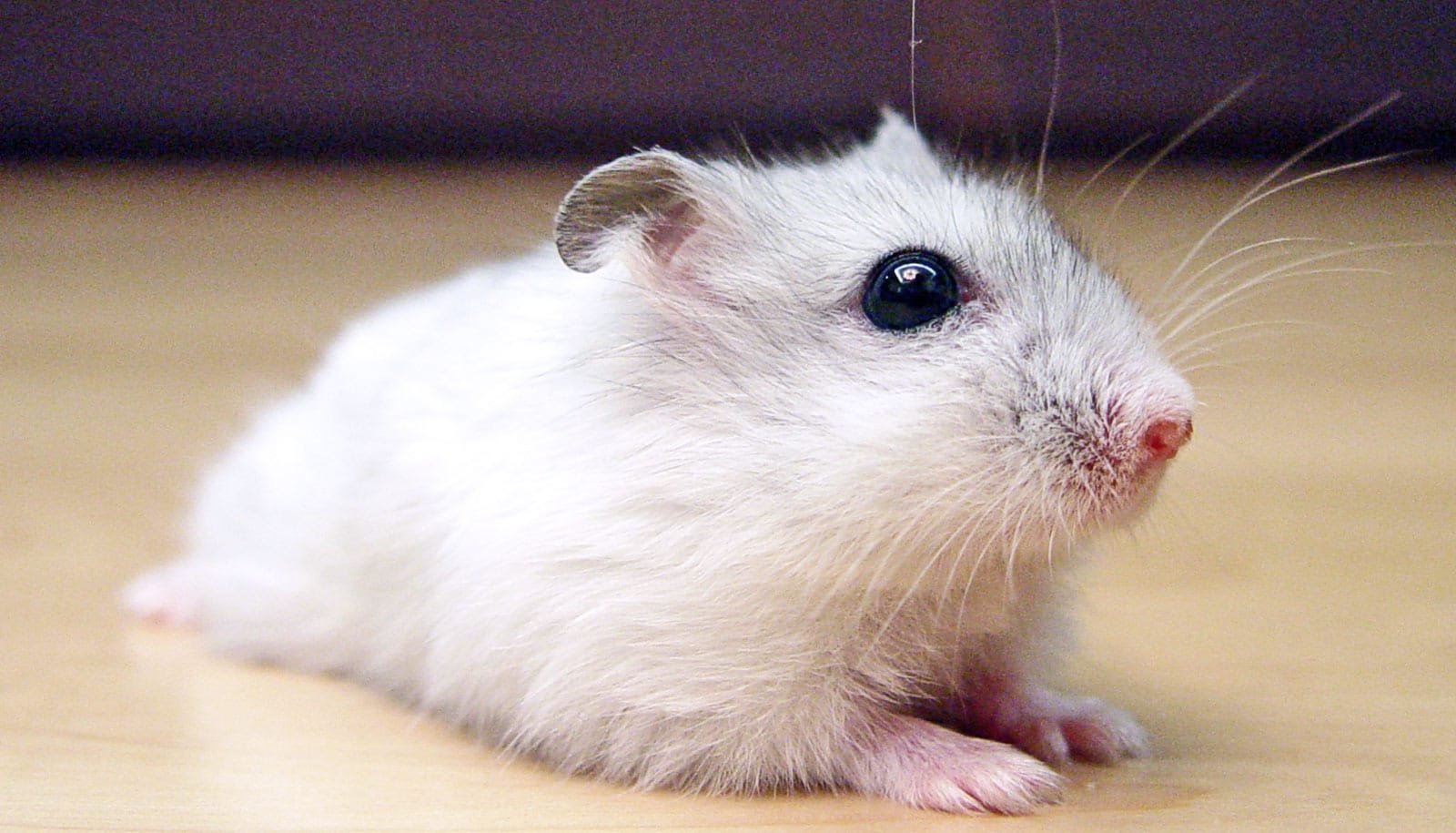 Siberian hamster 2025
