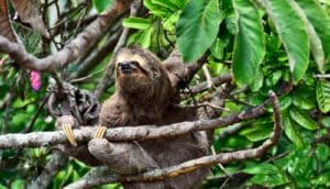 sloth in tree - slothbot