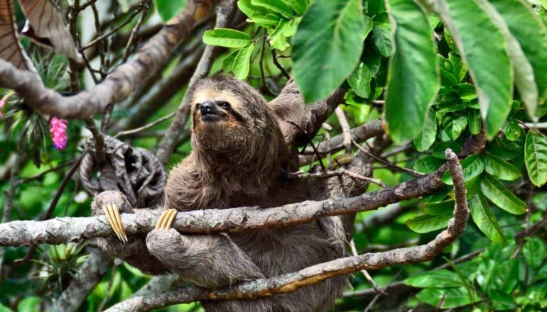 sloth in tree - slothbot