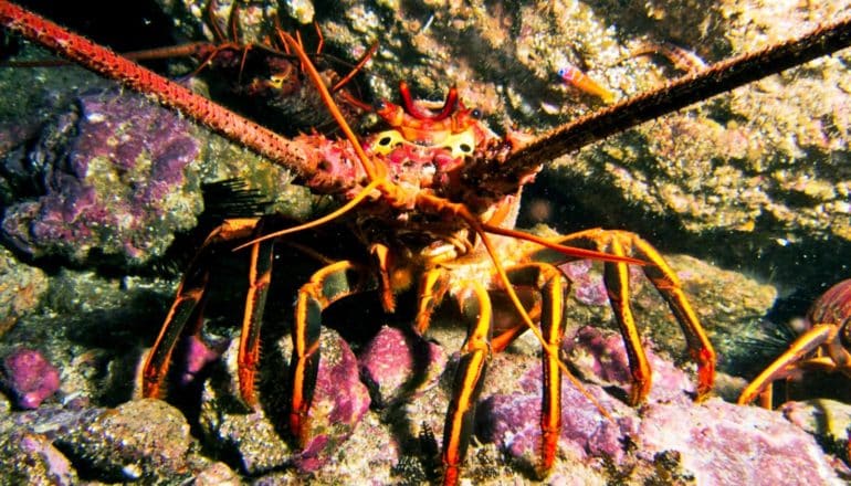 spiny lobster