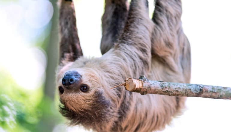 two-toed sloth hangs upside down