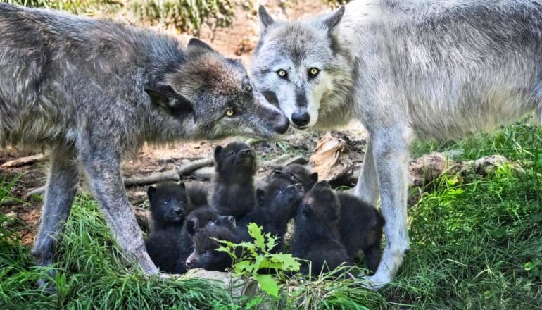 wolf mom and dad stand over pups