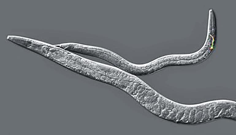 C. Elegans (puberty concept)