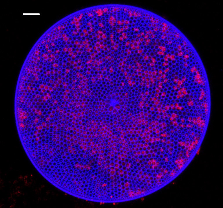 Diatom cell from the Gulf of Mexico (diatoms concept)