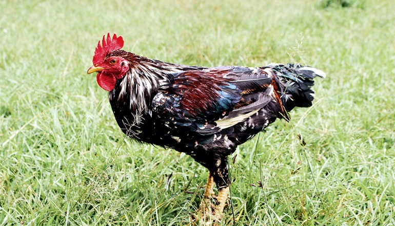 African chicken in Ethiopia