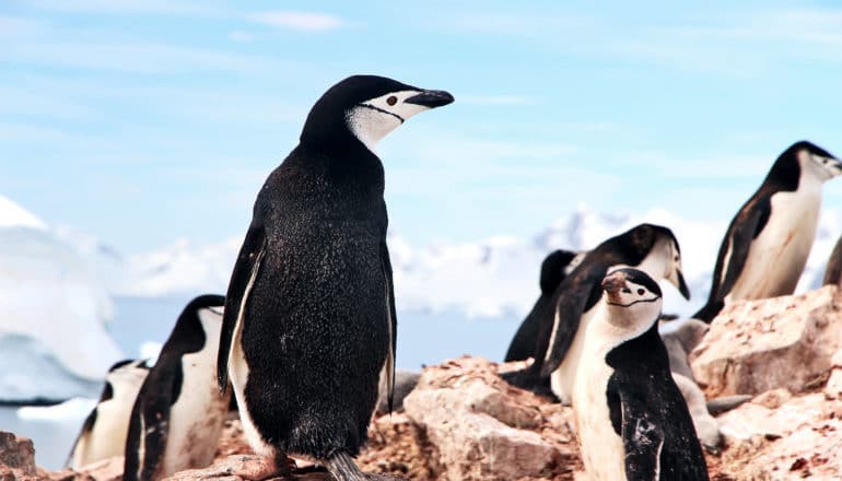 penguins in antarctica