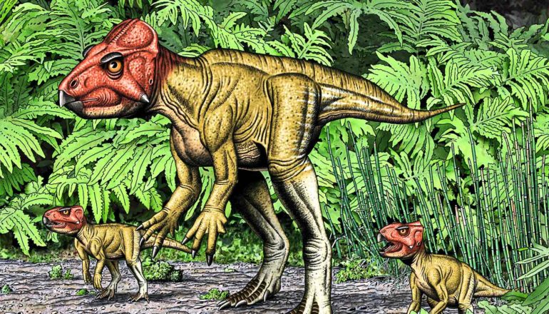 auroraceratops