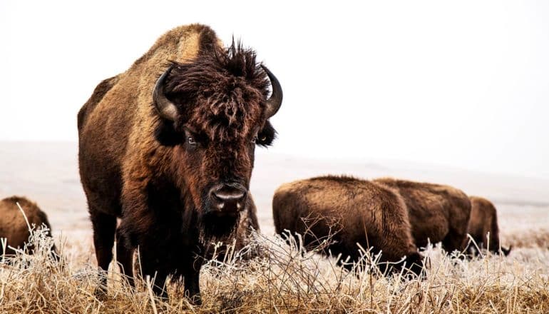 bison group eating