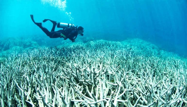 A diver explores a coral reef that has experienced bleaching