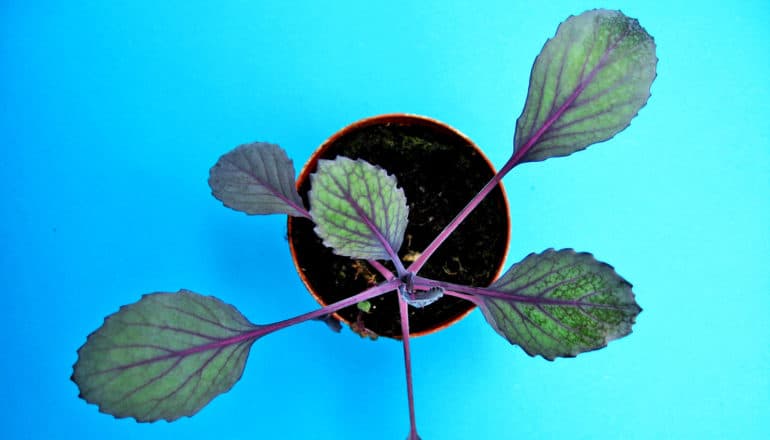 brassica seedling on blue - kale relative