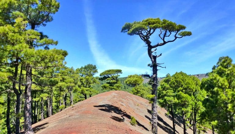 canary island pines - island conifers
