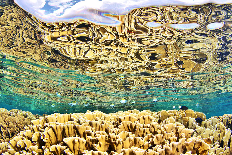 A coral reef in Roatan, Honduras