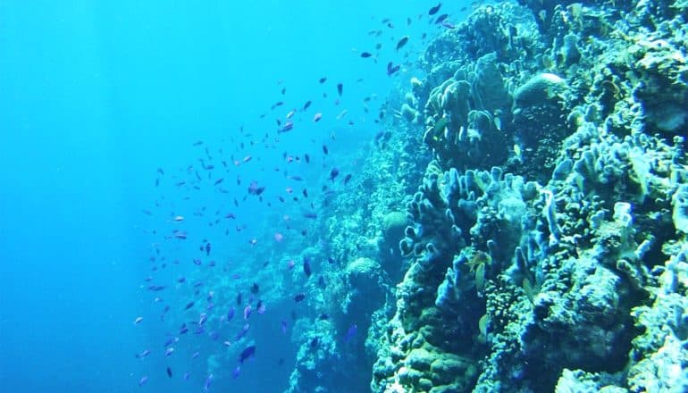 A coral reef off Cuatros Islas in the Philippines (corals concept)