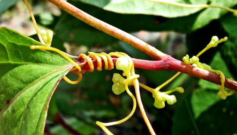 Dodder wrapping around plant