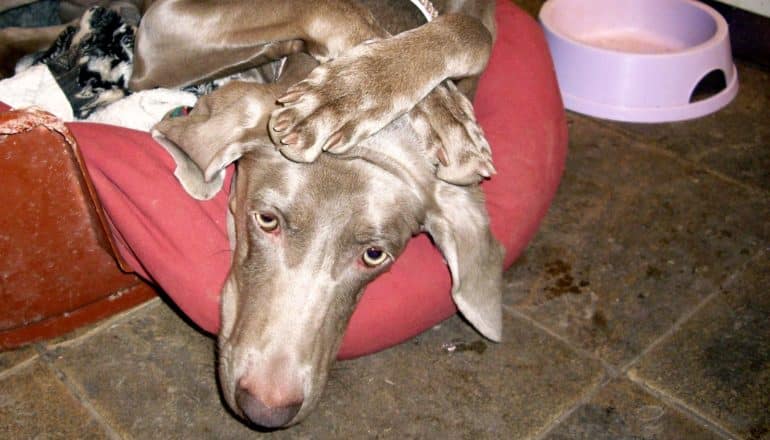 dog puts paws on head - dogs on the fourth of july