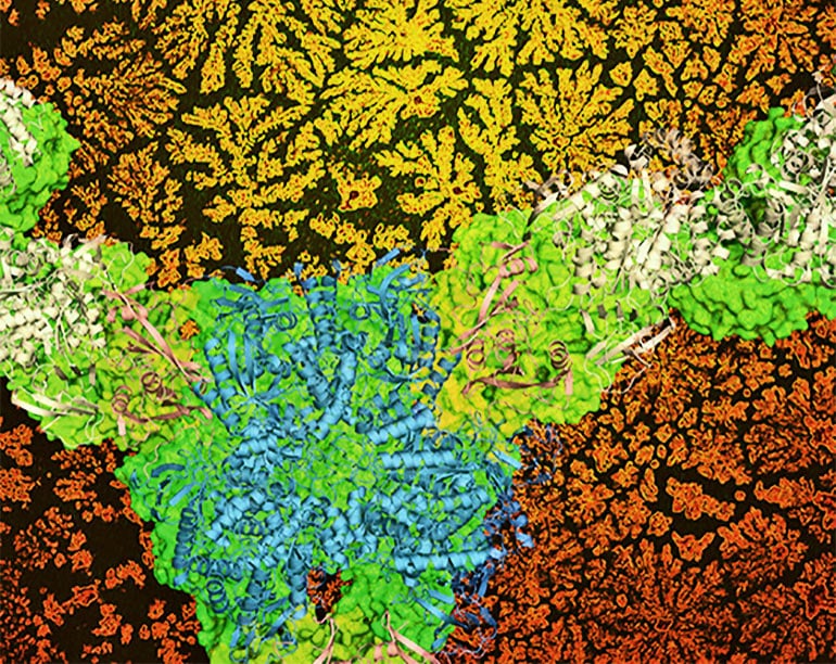 Flower-shaped biomaterials using engineered protein building blocks