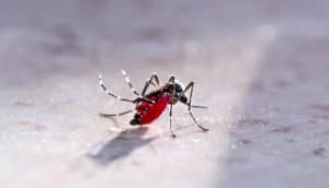 full mosquito on the floor (malaria concept)