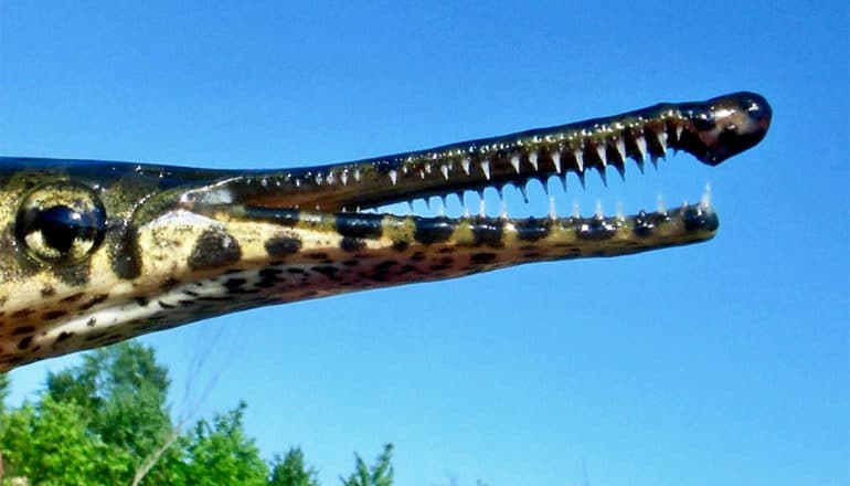 Gar fish close-up