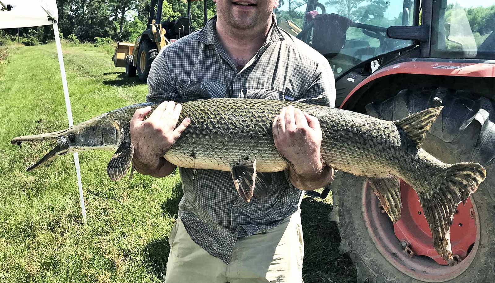 Ingo Braasch holds a gar fish (limb regeneration concept)