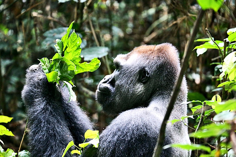 lowland gorilla in an intact forest landscape in the Republic of Congo