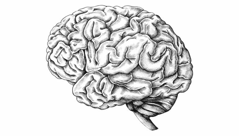 black and white drawing of a brain