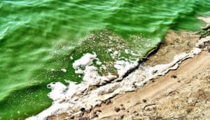 green ocean water (diatoms concept)