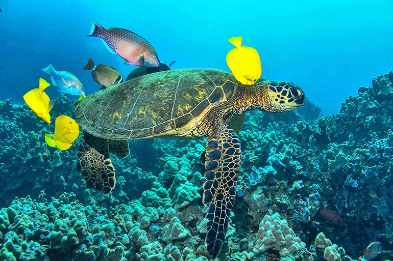 A green sea turtle passes through a cleaning station in Hawaii