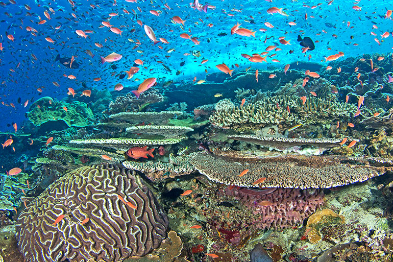 A healthy reef in Indonesia teems with life