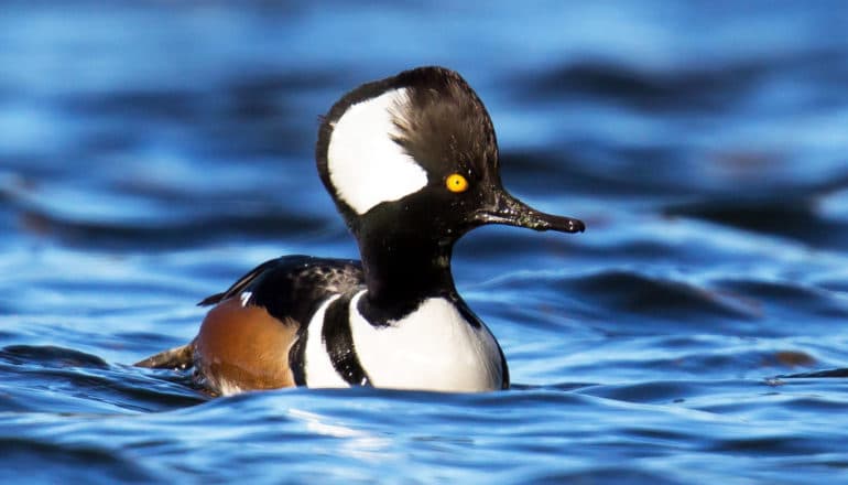 hooded merganser on blue water